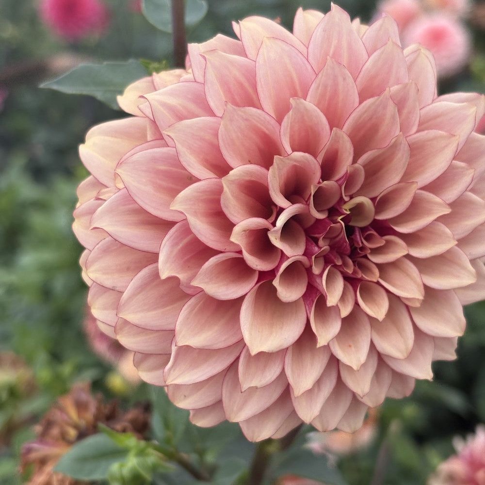 KA's® Crème Brûlée dahlia