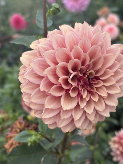 KA's® Crème Brûlée dahlia