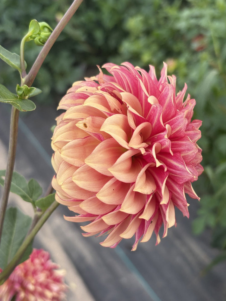 KA's® Crème Brûlée dahlia