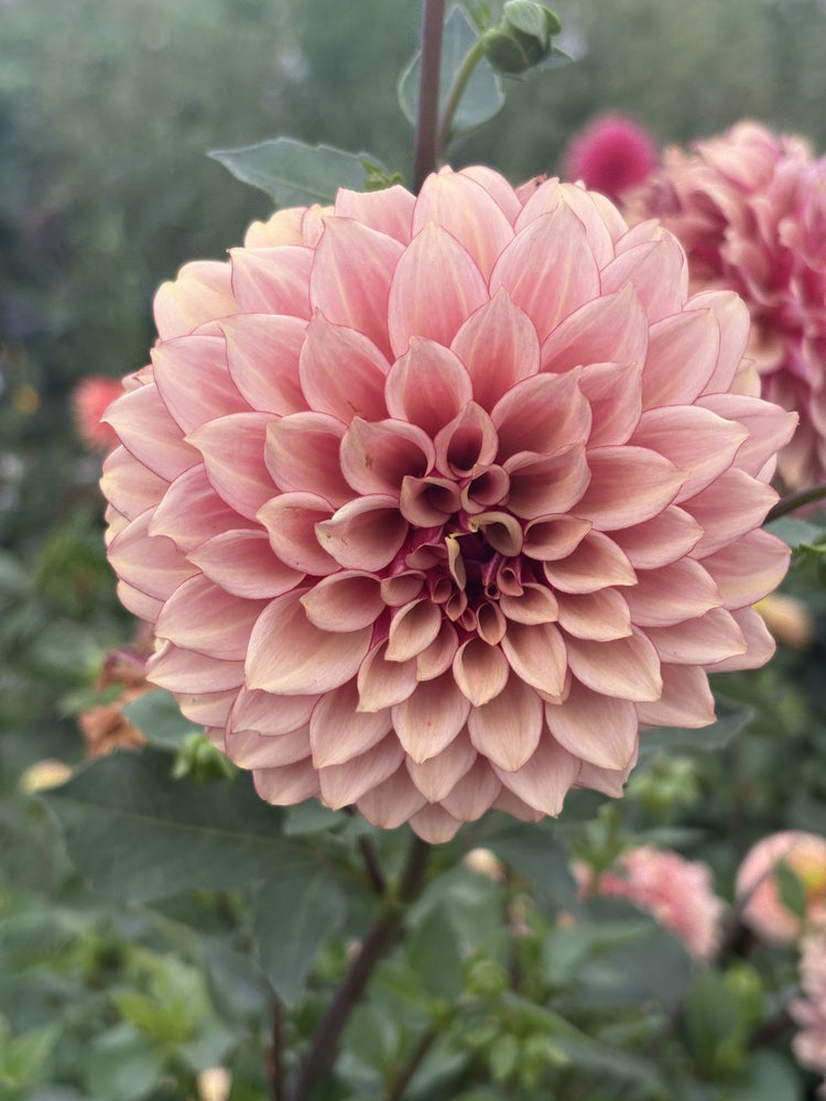 KA's® Crème Brûlée dahlia