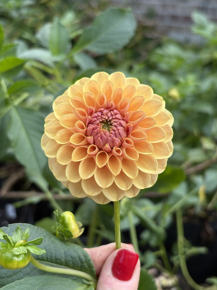KA's Daybreak dahlia