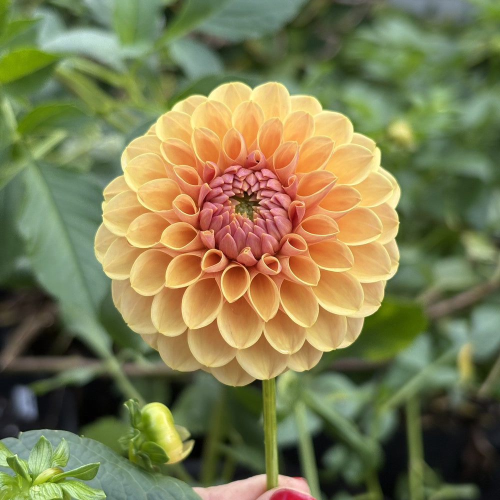 KA's Daybreak dahlia