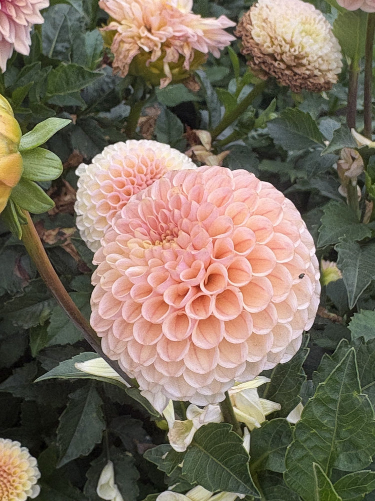 KA's® Honeycomb dahlia
