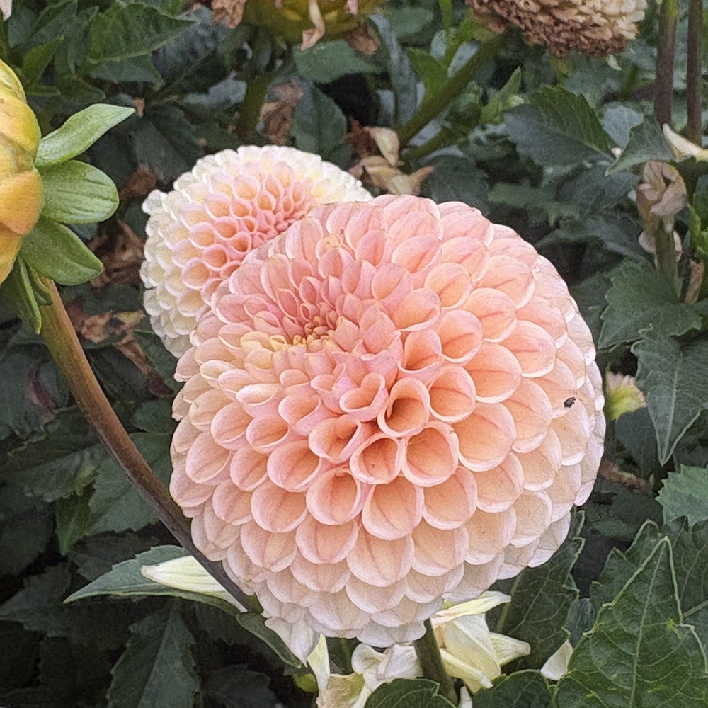 KA's® Honeycomb dahlia