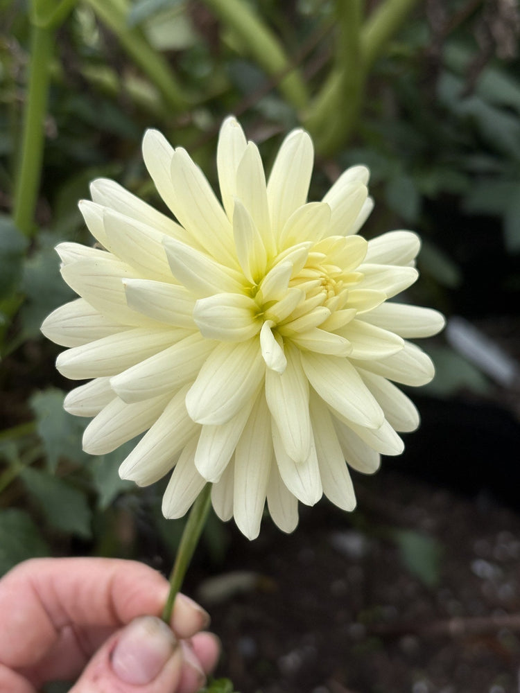 KA's® Linen dahlia