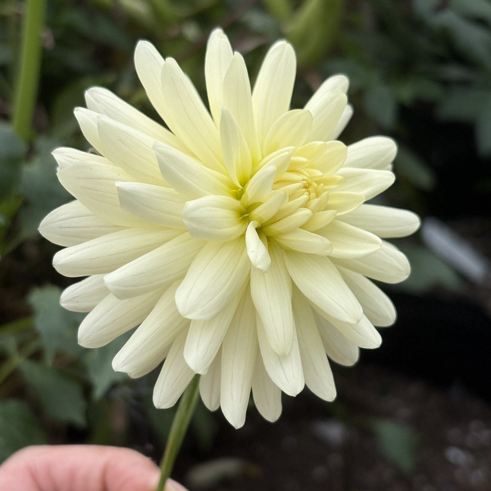 KA's® Linen dahlia