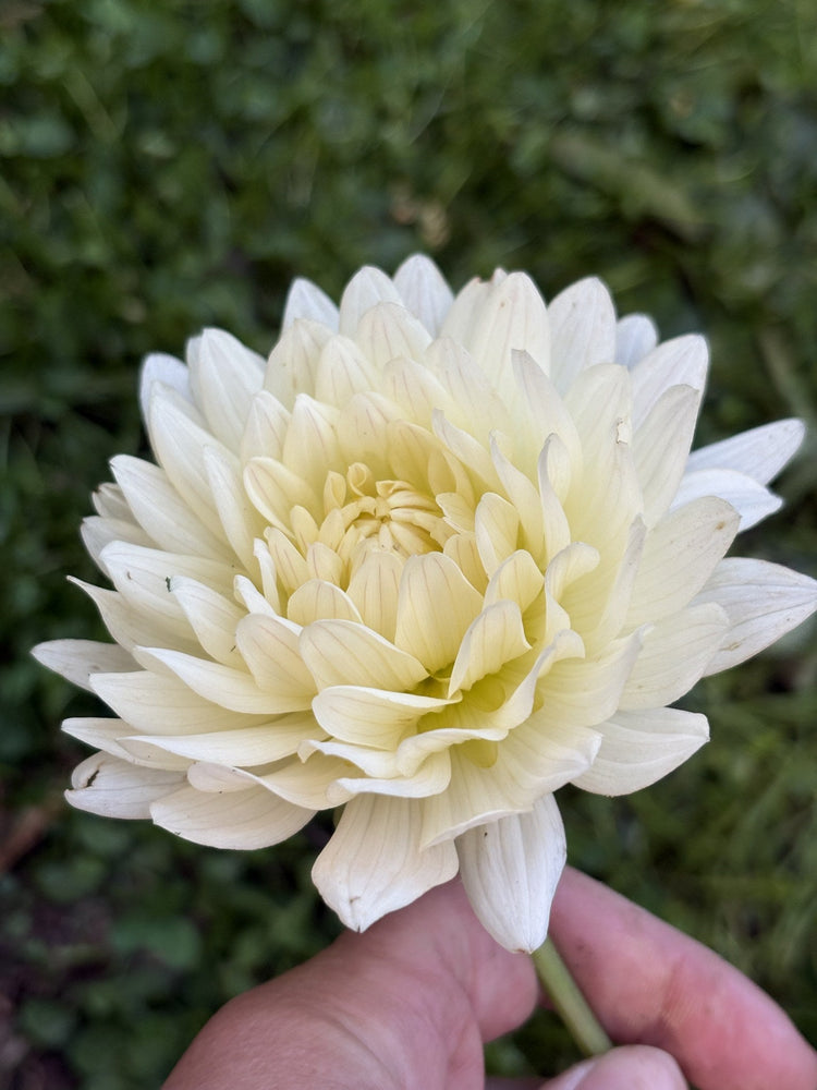 KA's® Linen dahlia