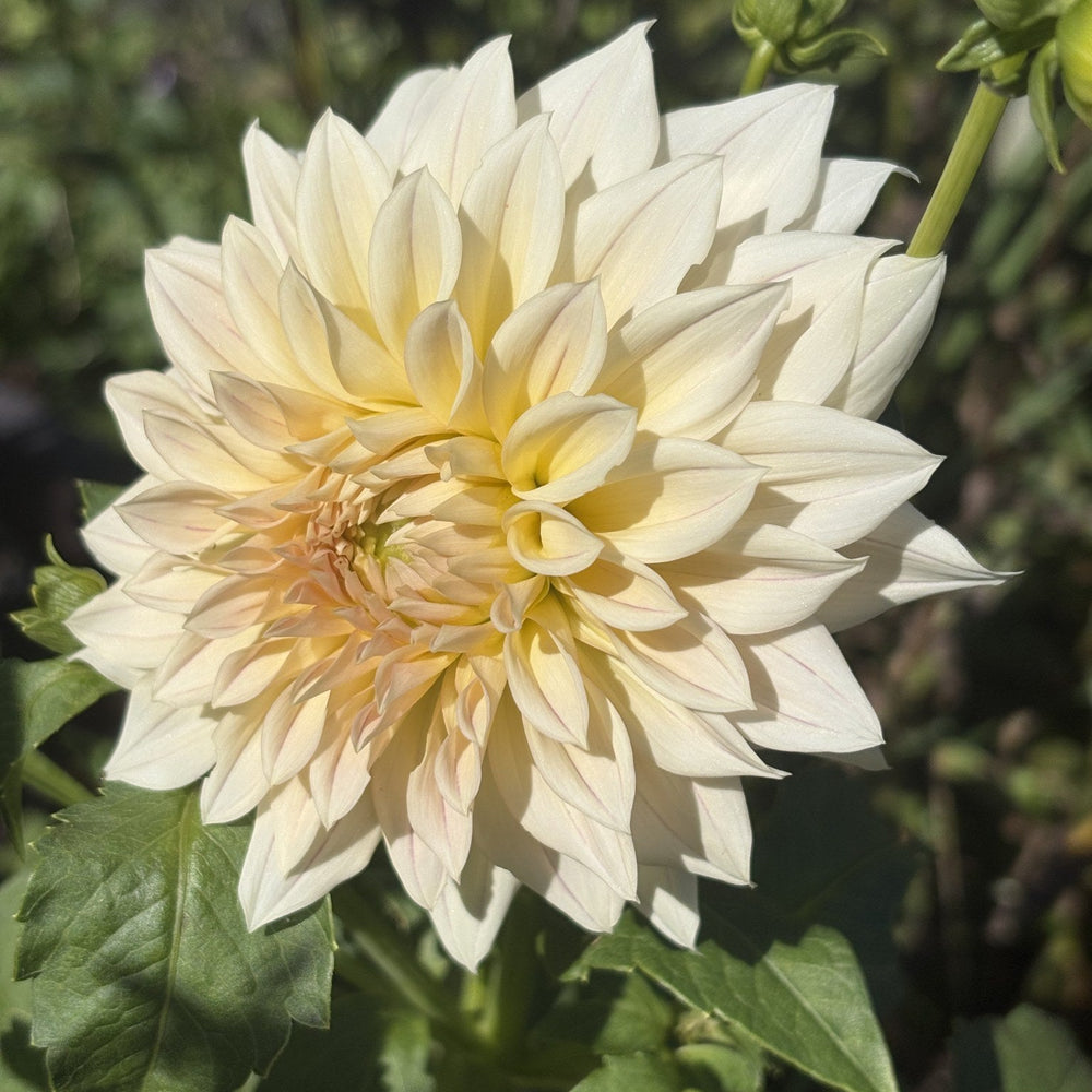 KA's Mocha Maya dahlia