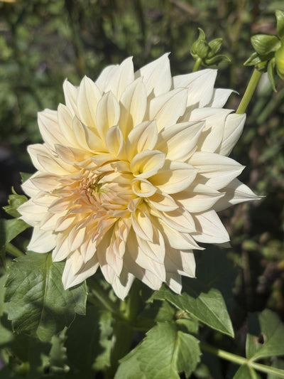 KA's Mocha Maya dahlia