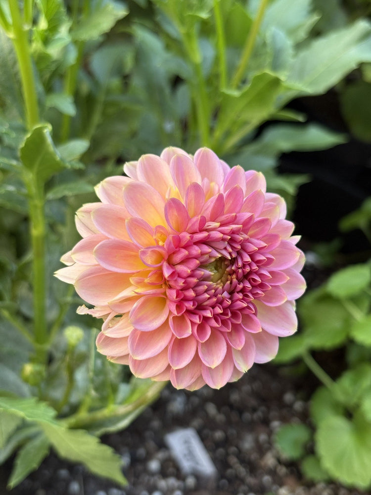 KA's® Morning Dew dahlia