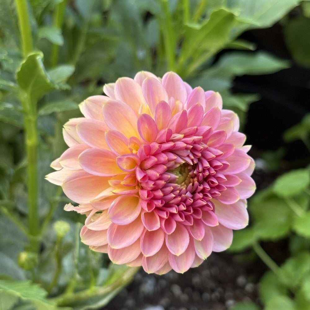KA's® Morning Dew dahlia