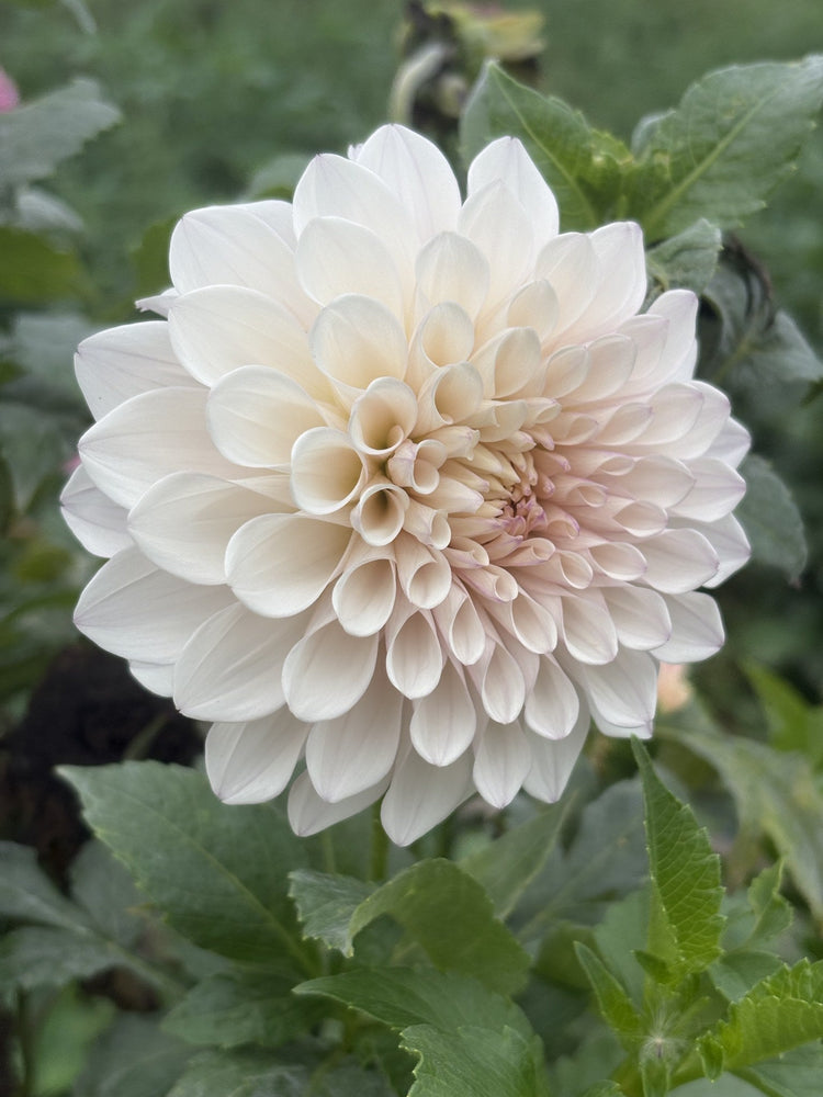 KA's® Pearl dahlia