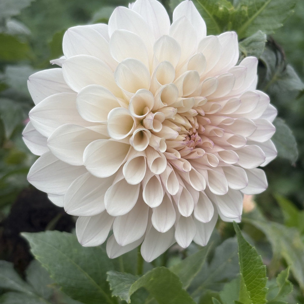 KA's® Pearl dahlia
