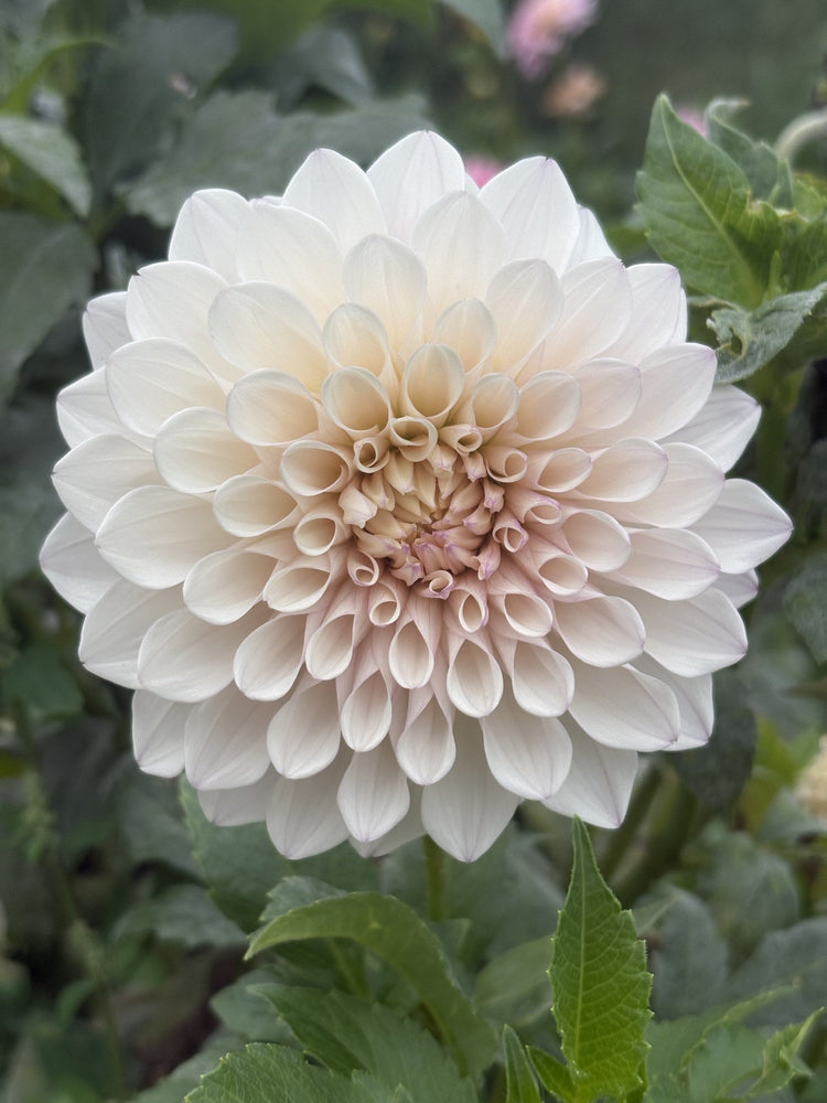 KA's® Pearl dahlia