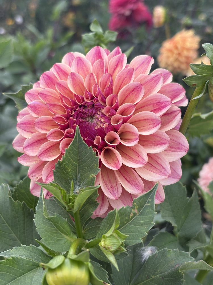 KA's® Rhubarb dahlia