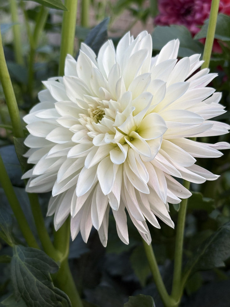 KA's® Rose Quartz dahlia