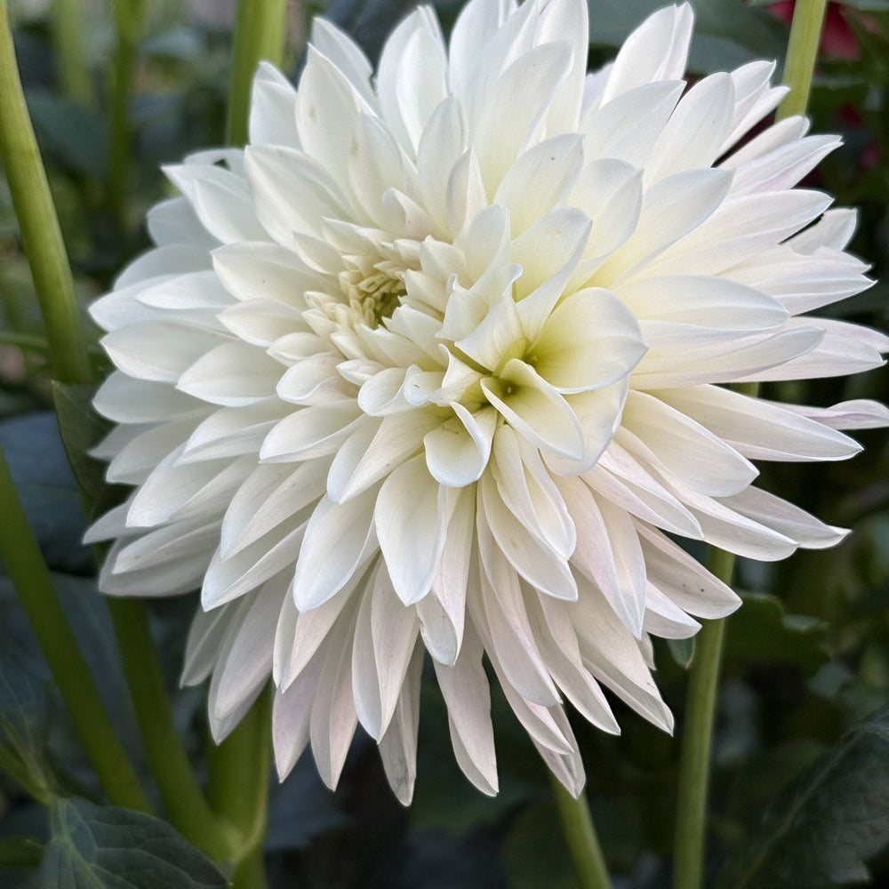 KA's® Rose Quartz dahlia