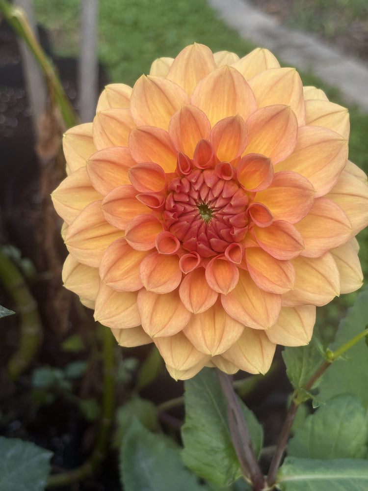 KA's® Sunny Cove dahlia