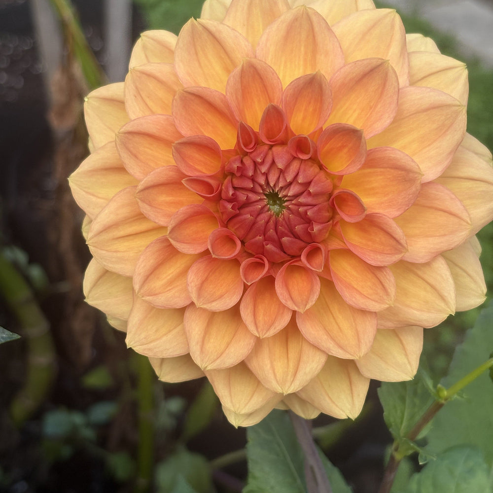 KA's® Sunny Cove dahlia