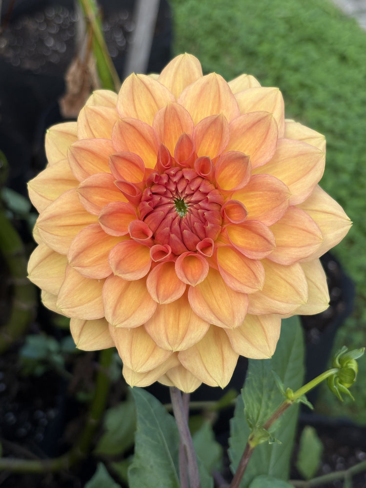 KA's® Sunny Cove dahlia