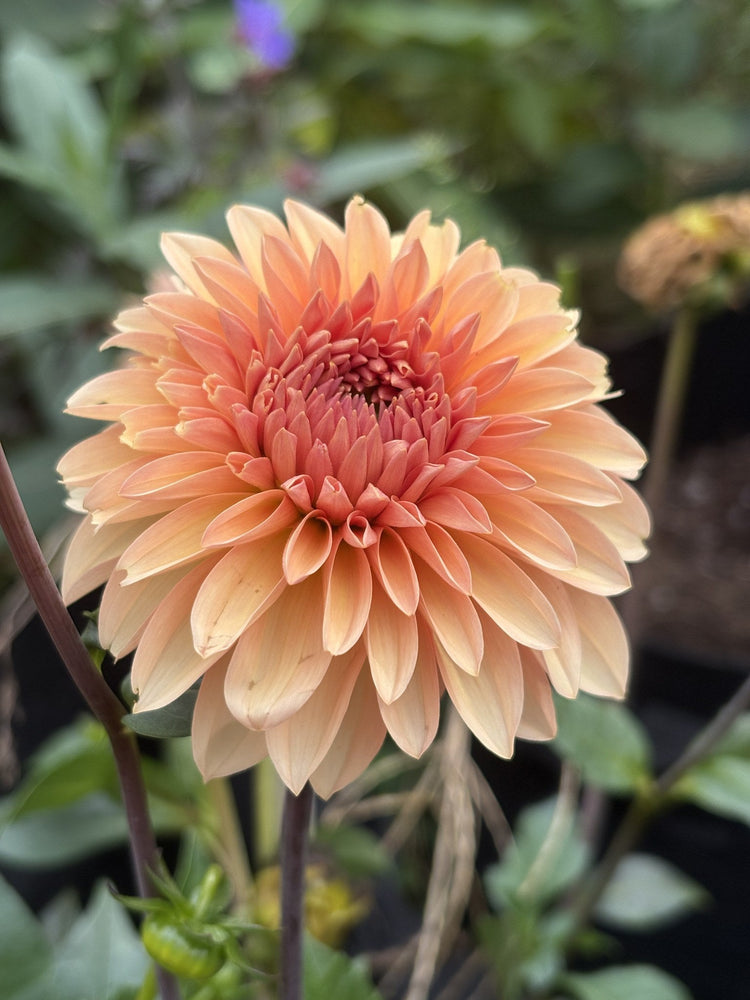 KA's Whisper dahlia