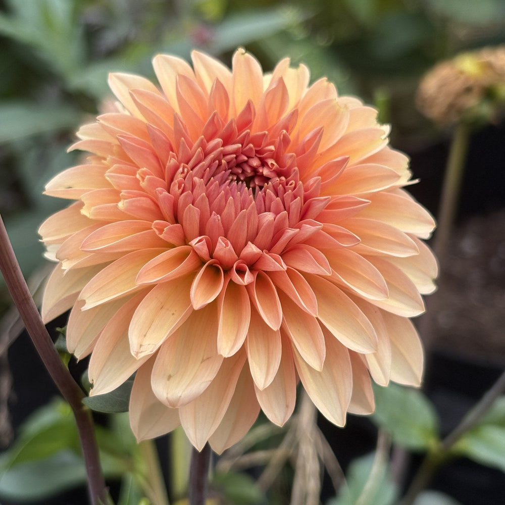 KA's Whisper dahlia