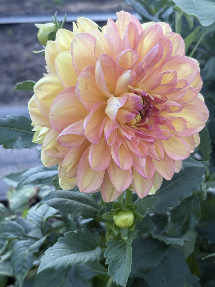 Karma Gold dahlia