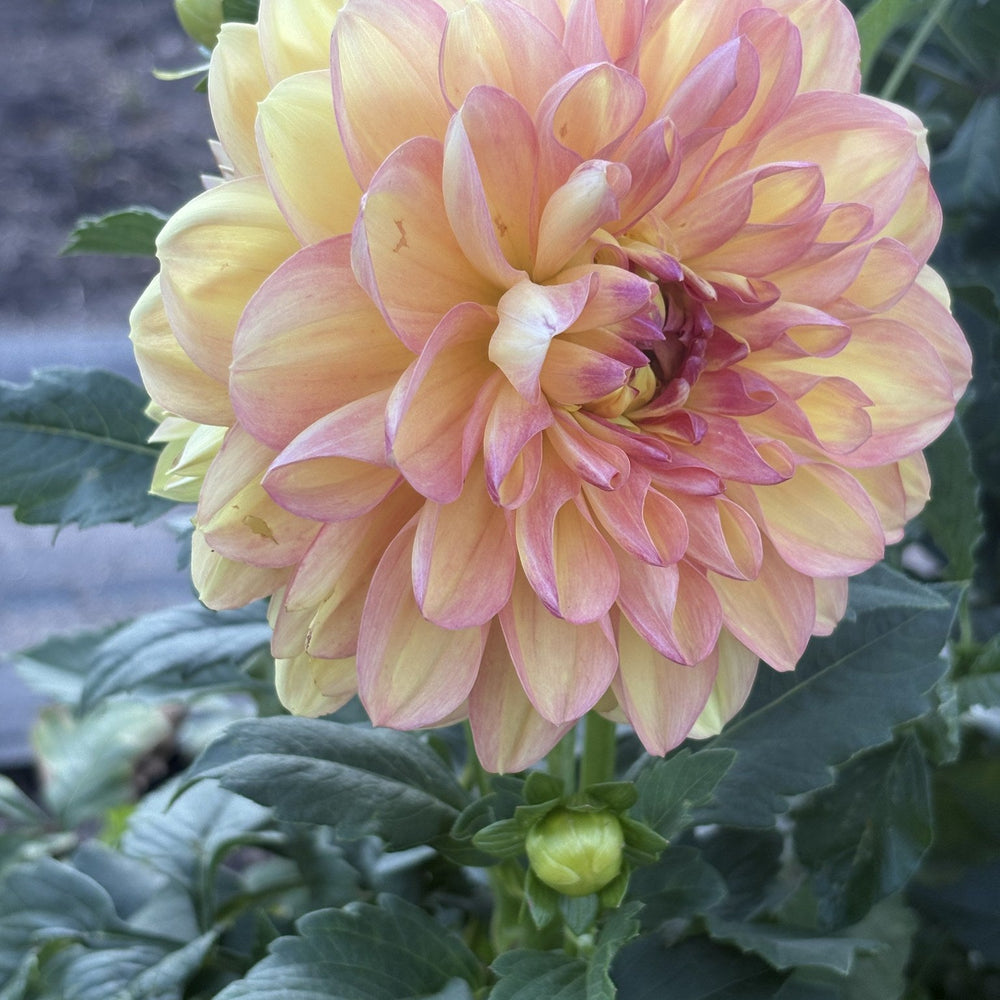 Karma Gold dahlia