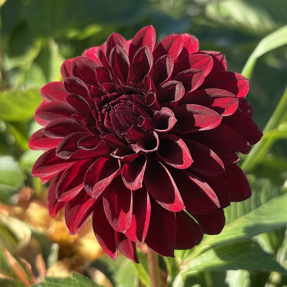 KH Black Capps