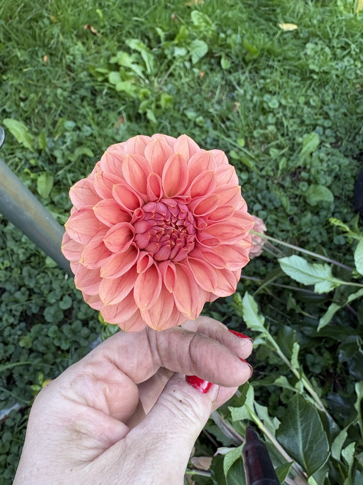 KH Blind Melon dahlia