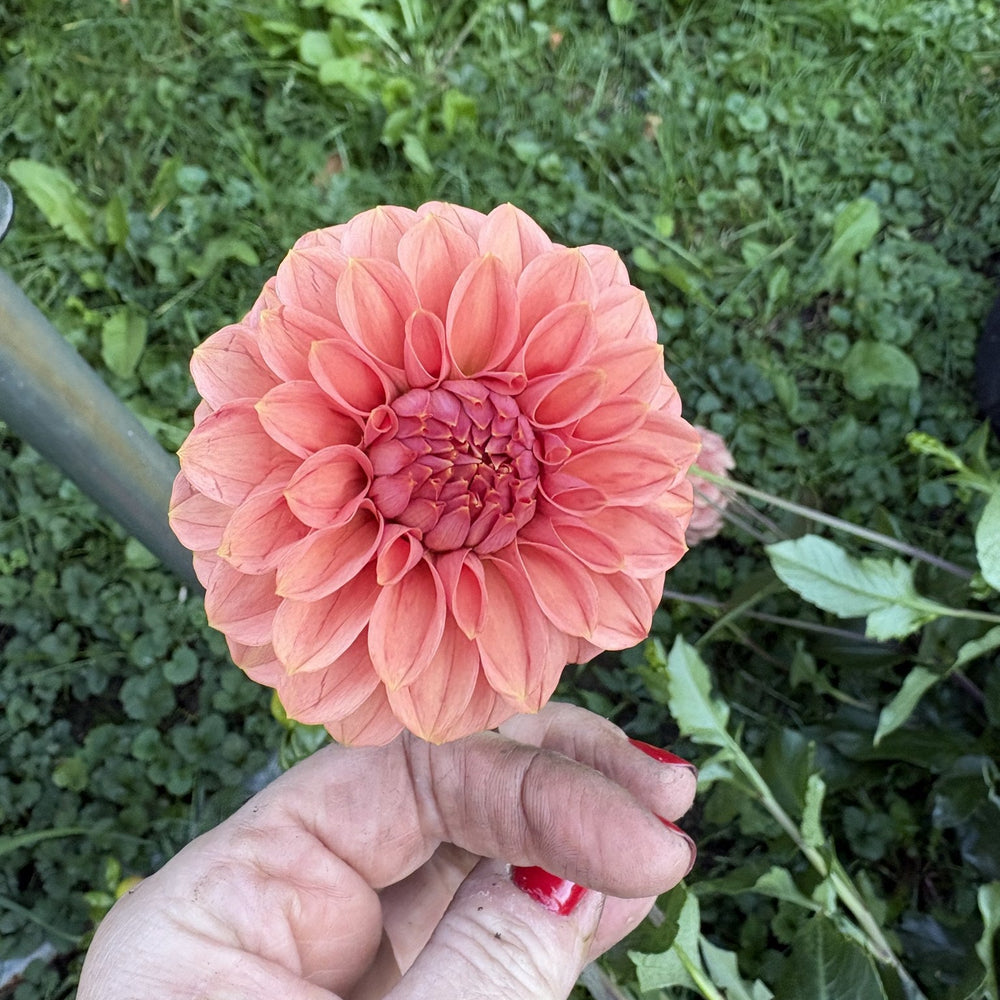 KH Blind Melon dahlia