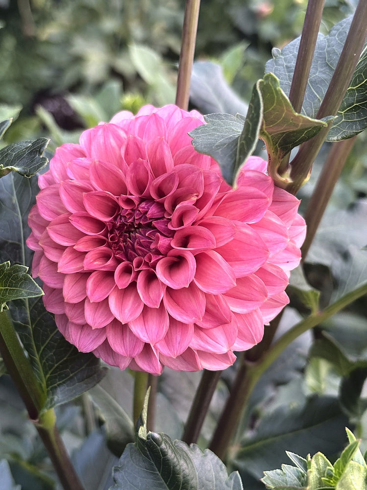KH Blind Melon dahlia