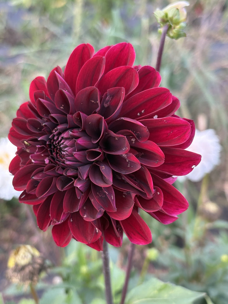 Kingsblood dahlia