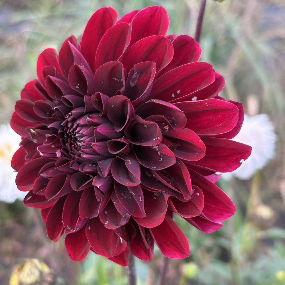 Kingsblood dahlia