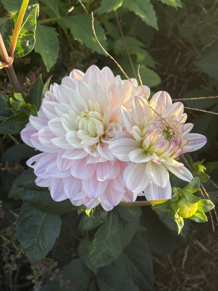 Lady Kate dahlia