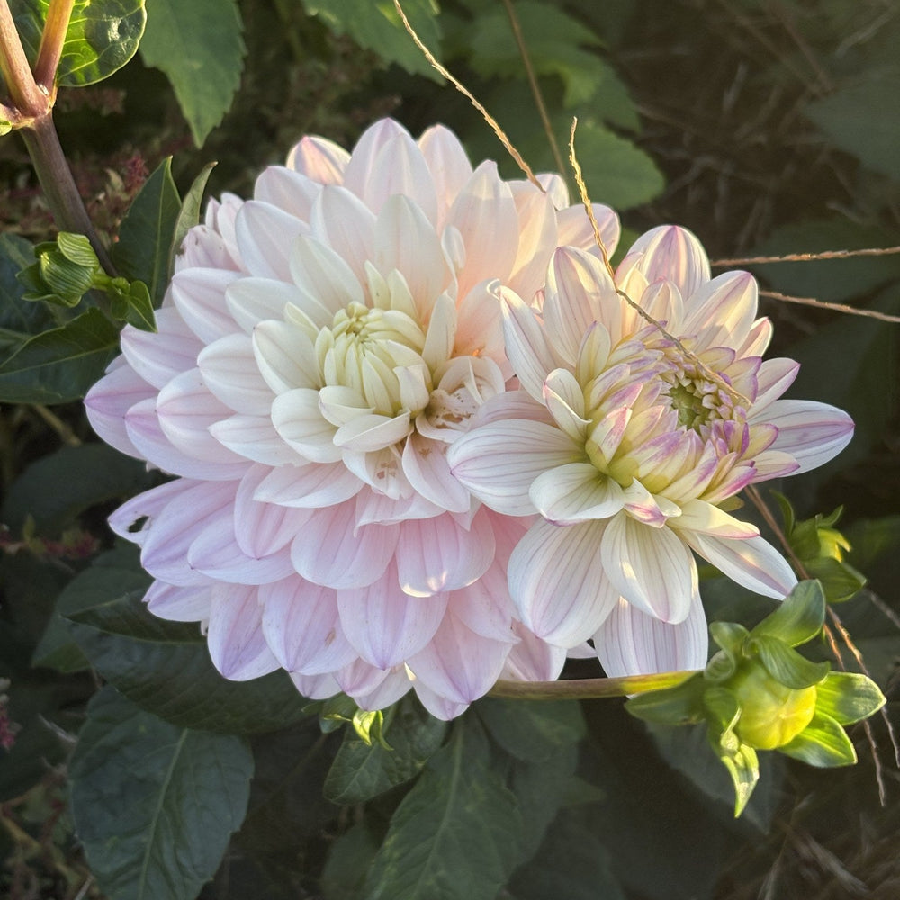 Lady Kate dahlia
