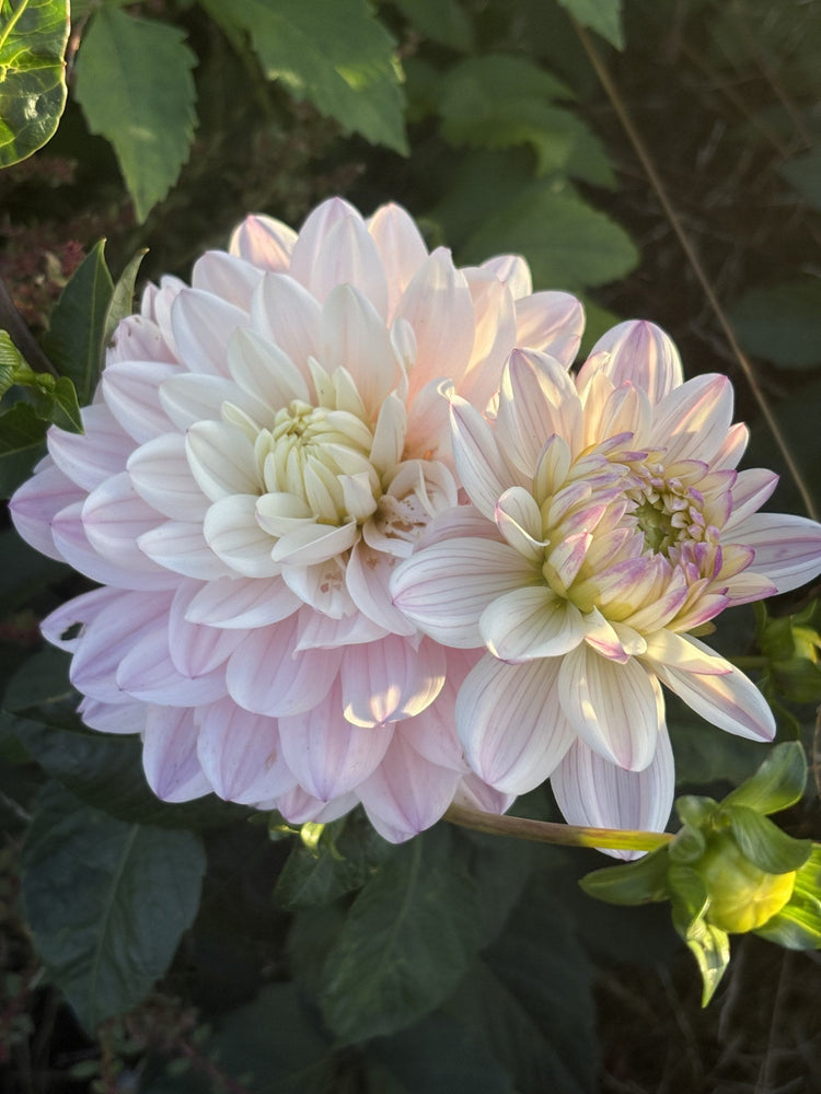 Lady Kate dahlia