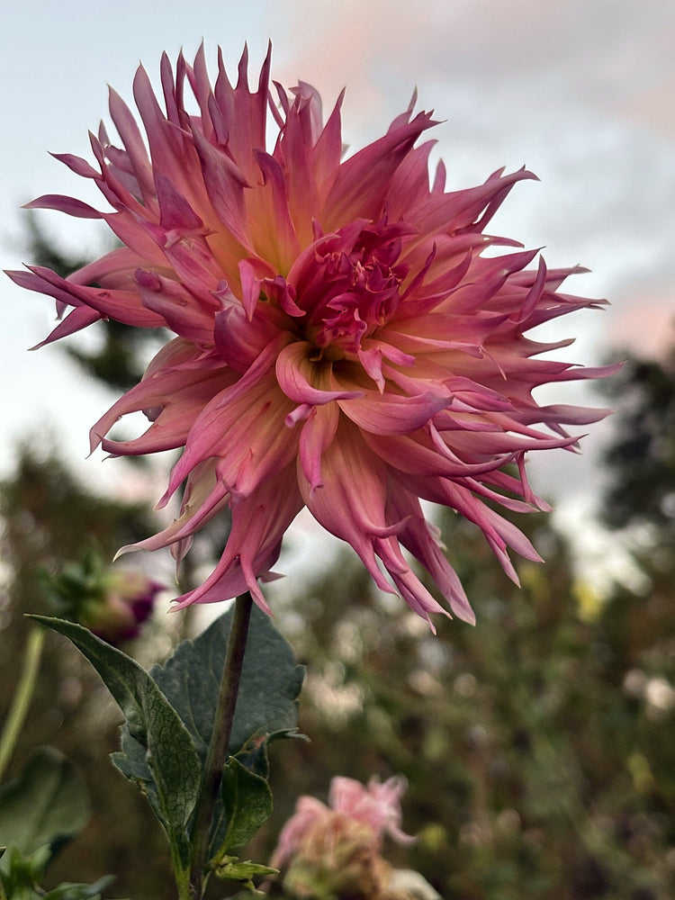 Lakeview Curly dahlia