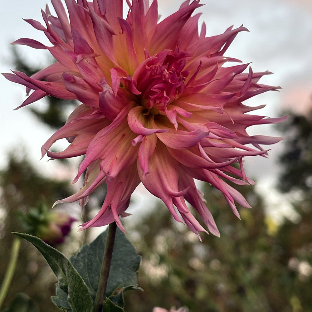 Lakeview Curly dahlia