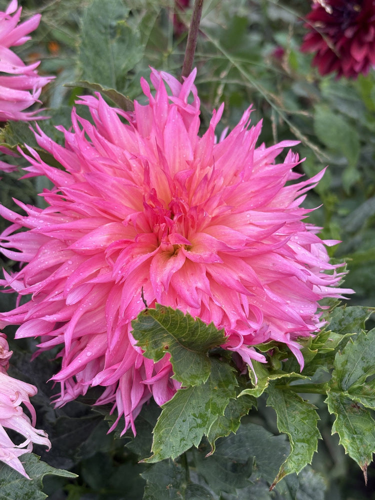 Lakeview Curly dahlia