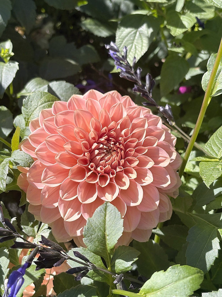 Lakeview Lady dahlia