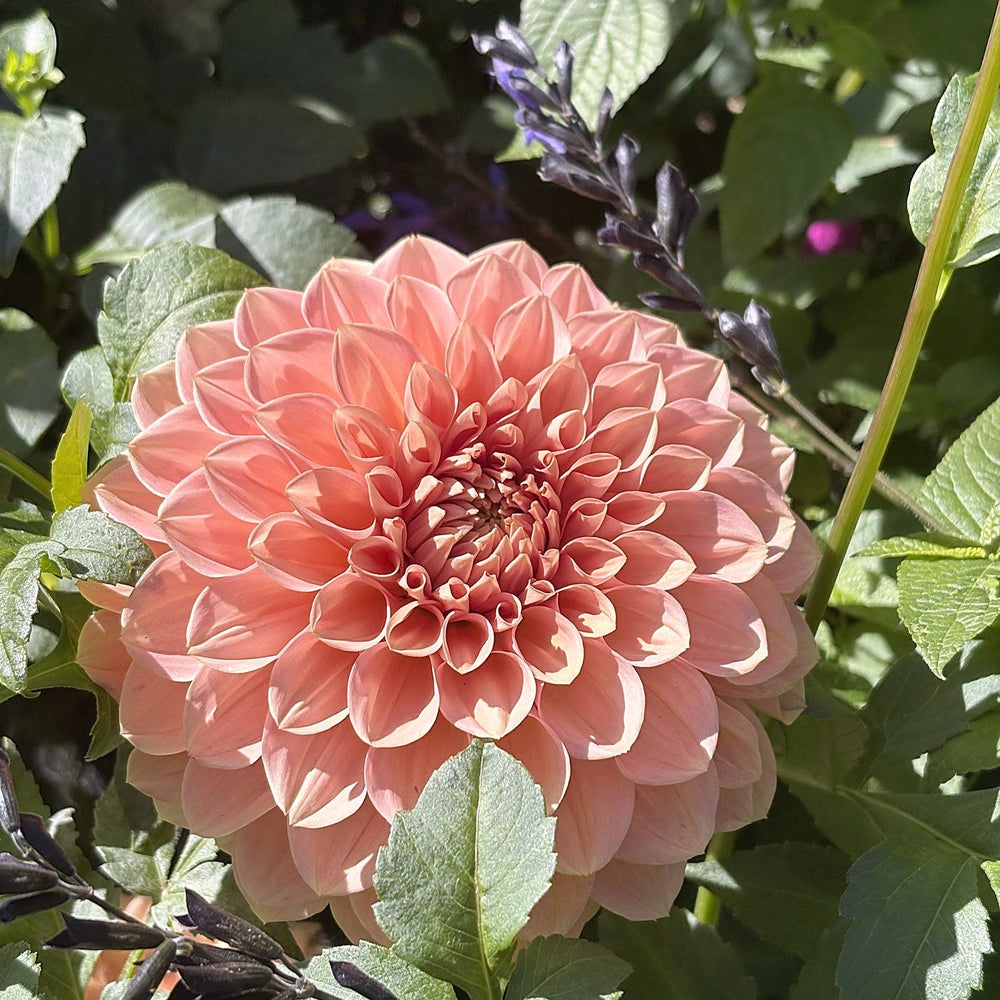 Lakeview Lady dahlia