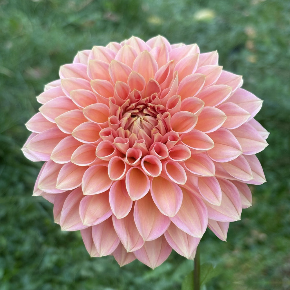 Lakeview Lady dahlia grown by Petrolia Bloom Co. in Petrolia, Ontario