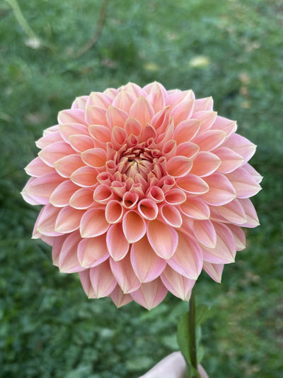 Lakeview Lady dahlia grown by Petrolia Bloom Co. in Petrolia, Ontario
