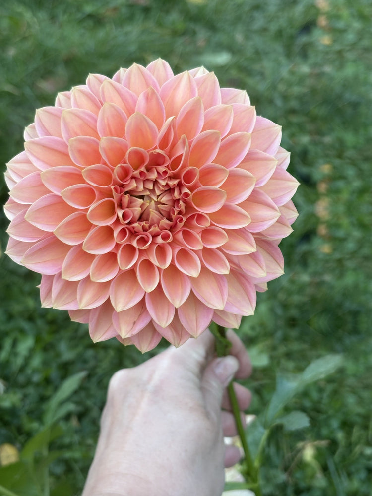 Lakeview Lady dahlia grown by Petrolia Bloom Co. in Petrolia, Ontario