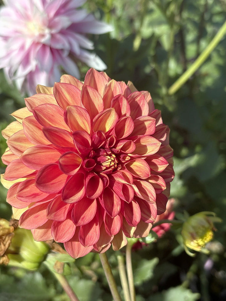 Lakeview Lucky dahlia