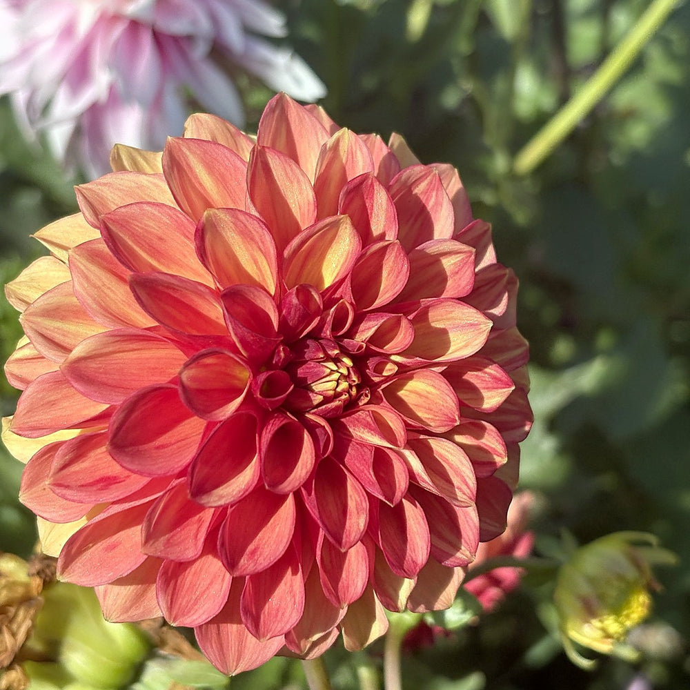 Lakeview Lucky dahlia