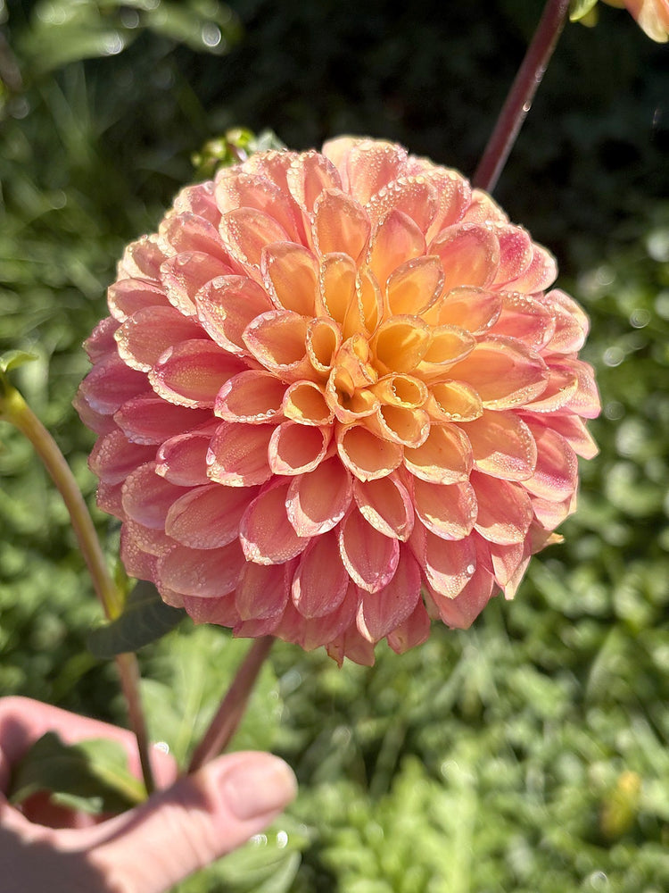 Lakeview Lucky dahlia