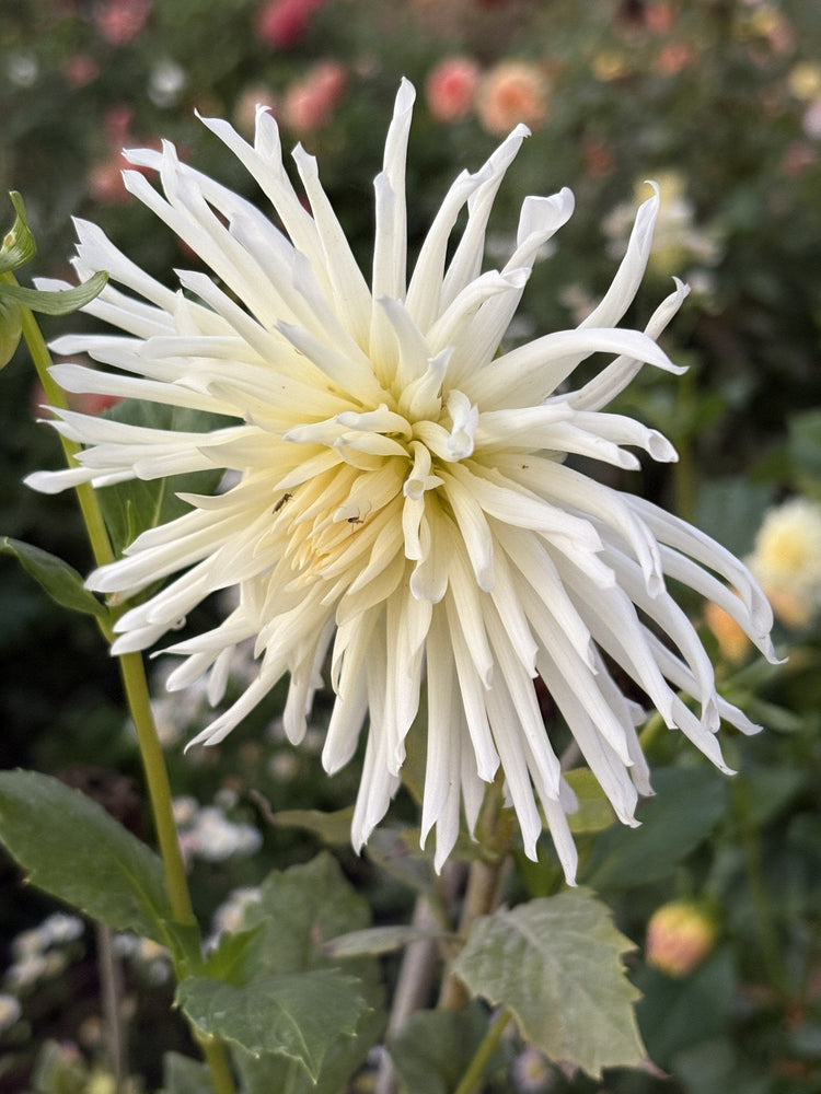 Lakeview Storm dahlia