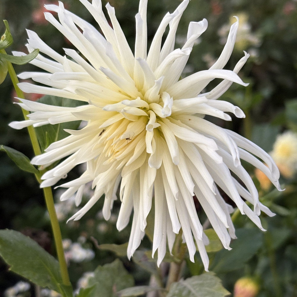 Lakeview Storm dahlia